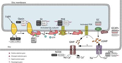 Molecular evolution of vision-related genes may contribute to marsupial photic niche adaptations